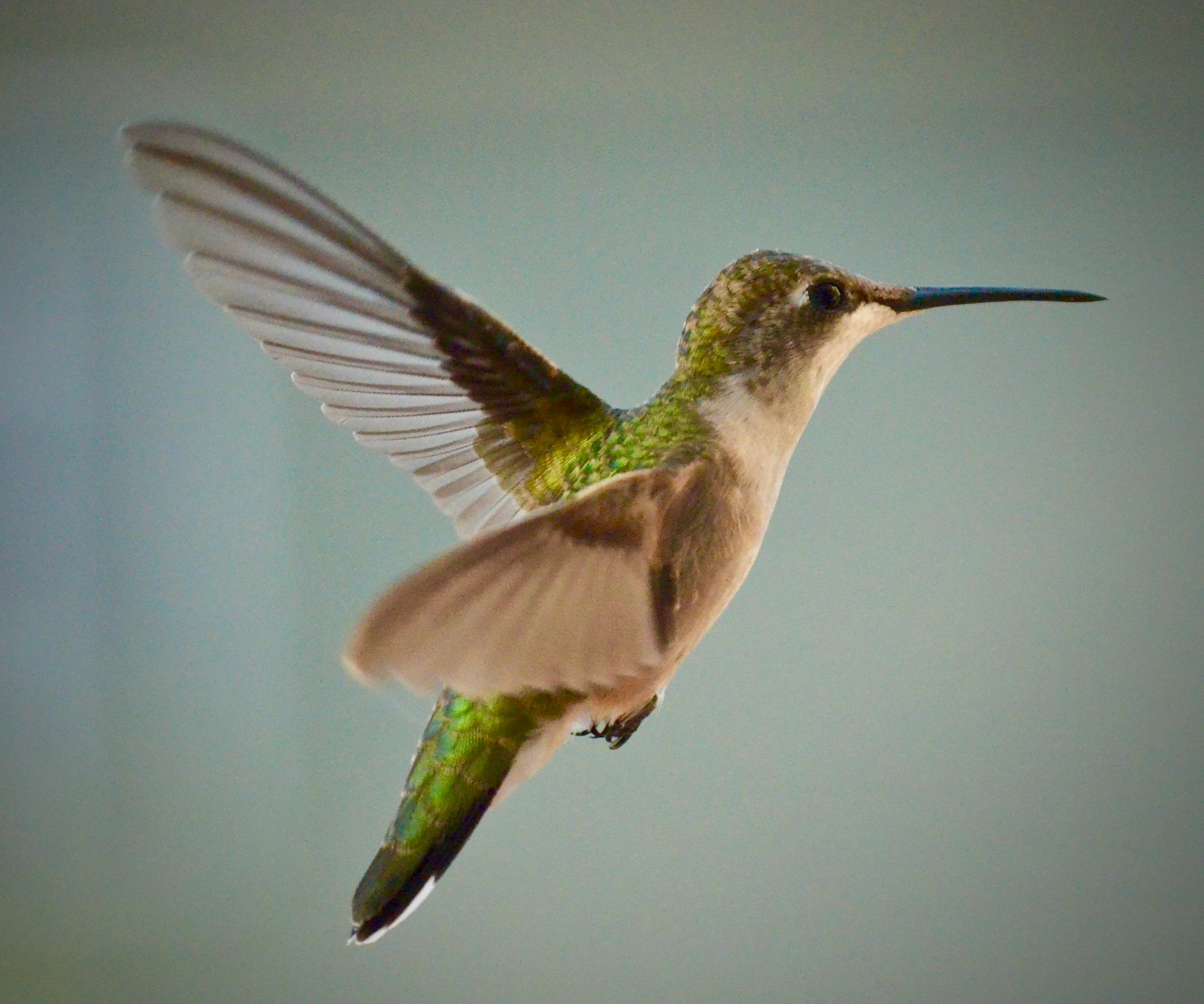 Green And Brown Hummingbird · Free Stock Photo