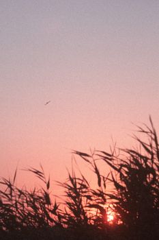 A bird flies over grass against a dramatic sunset sky in Jūrmala, Latvia.