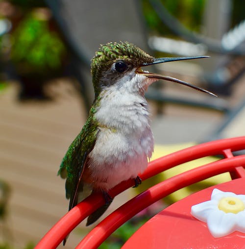 绿色和白色翠鸟栖息在红色金属选择性聚焦摄影