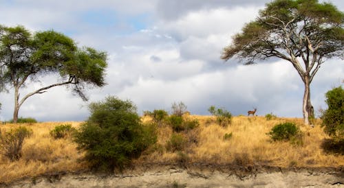 Gratis lagerfoto af afrika, græsmark, grønne træer