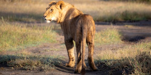 Brown Lion Walking on a Field