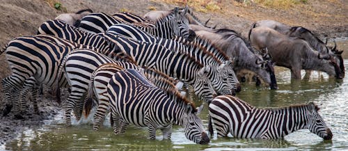 Kostnadsfria Kostnadsfri bild av afrika, antiloper, blå gnuer Stock foto