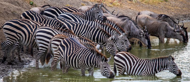 Olduvai Gorge with archaeologist — Serengeti