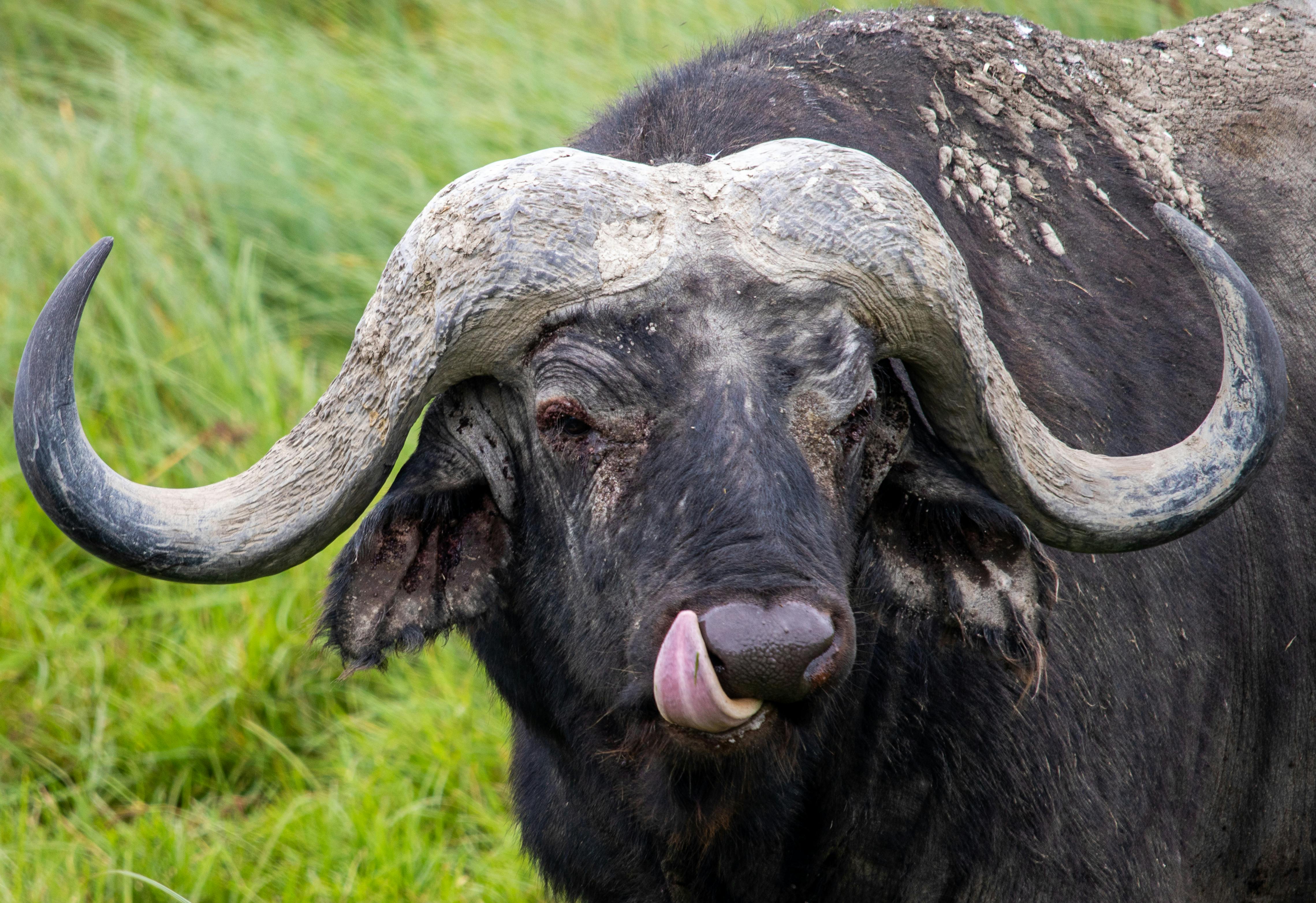 Gratuit Photos gratuites de afrique, animal, animal fort Photos