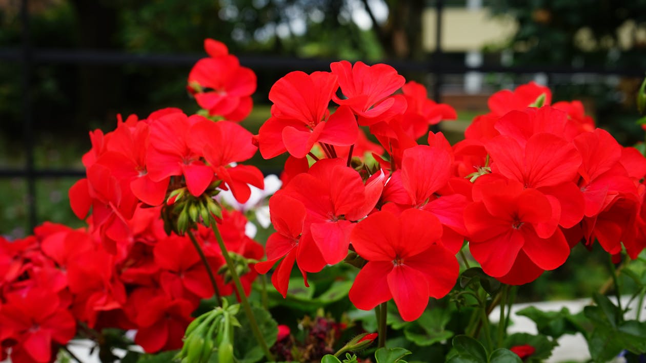 Free Red Flowers Stock Photo