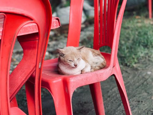 Free Peaceful cat sleeping on a red plastic chair in an outdoor setting. Stock Photo