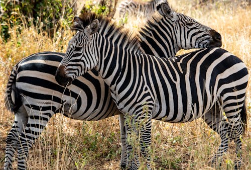 Close-Up Shot of Zebras 