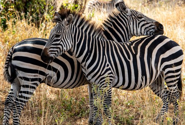 Zebras grazing savanna jigsaw puzzle
