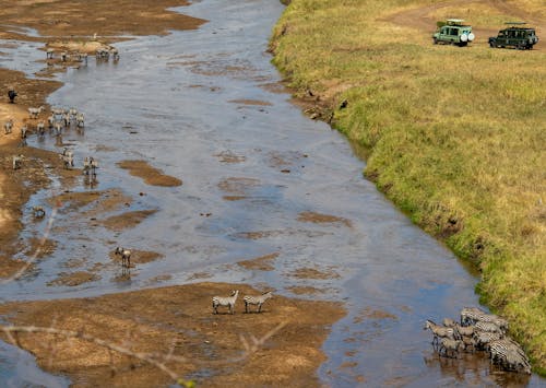 Flock of Birds on River