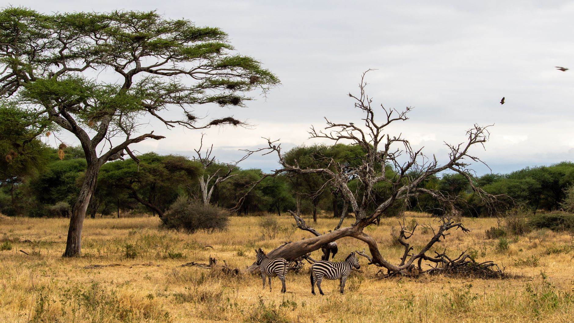 A scenic view of zebras amongst acacia trees in the Serengeti savannah, abundant with wildlife.