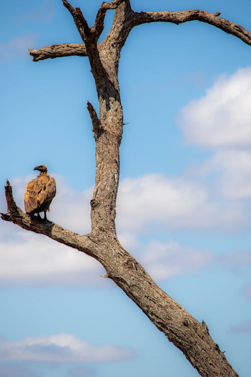 Gratis stockfoto met beest, boom, fotografie van vogels