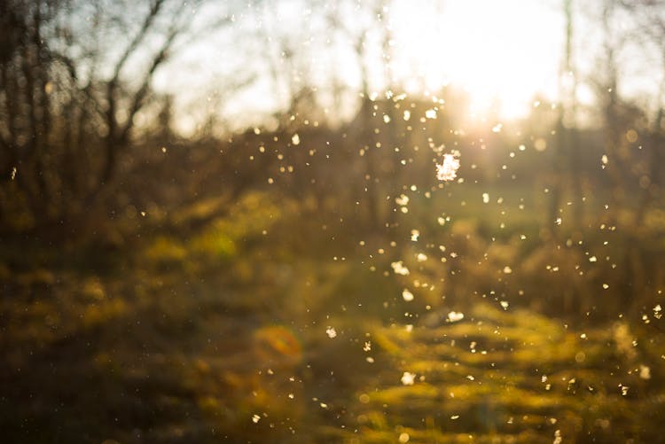 Close-Up Of Snow Falling On The Forest 