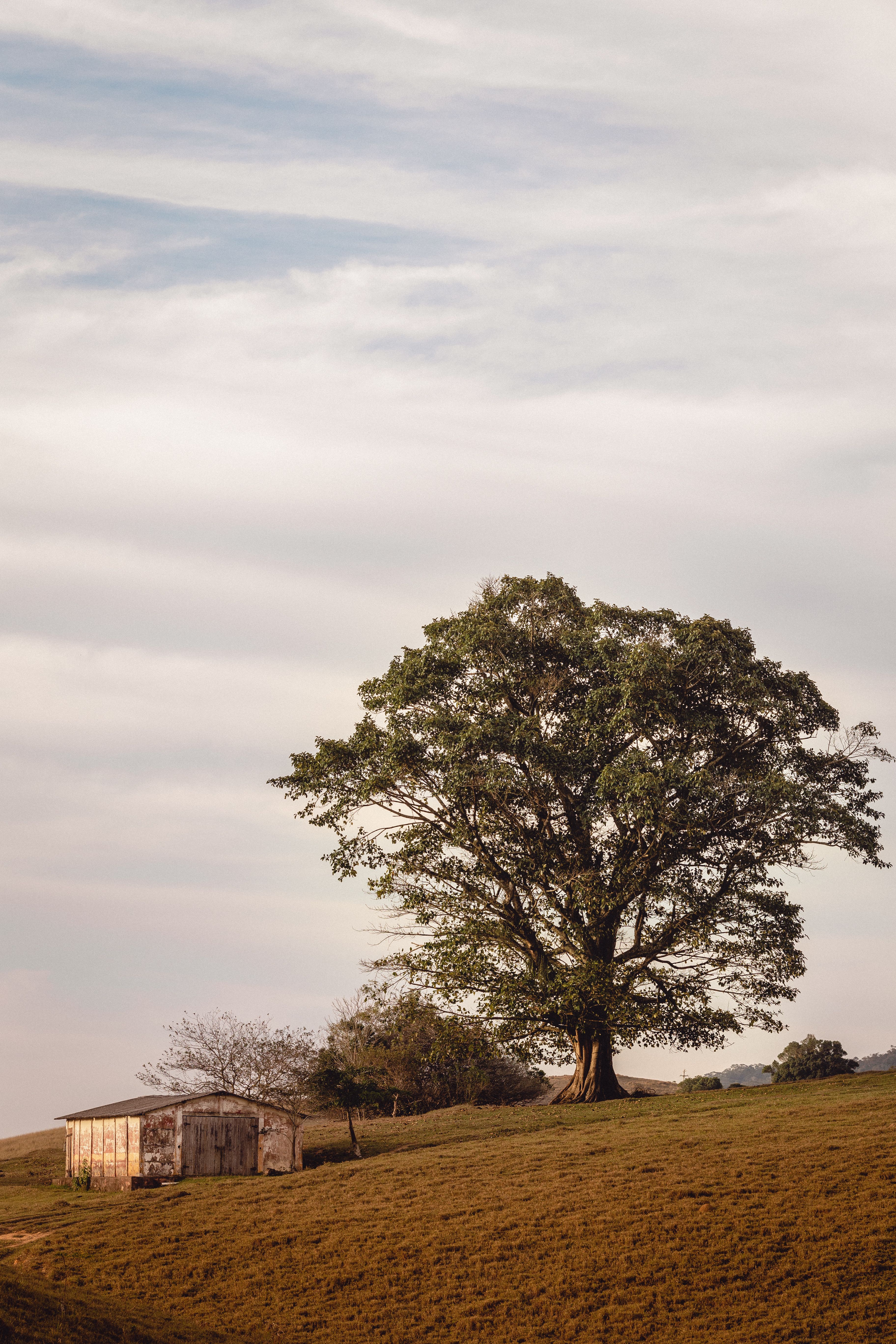Large tree on a serene pasture under cloudy skies in Rio de Janeiro, Brazil.