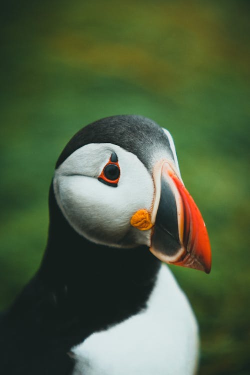 puffin bird