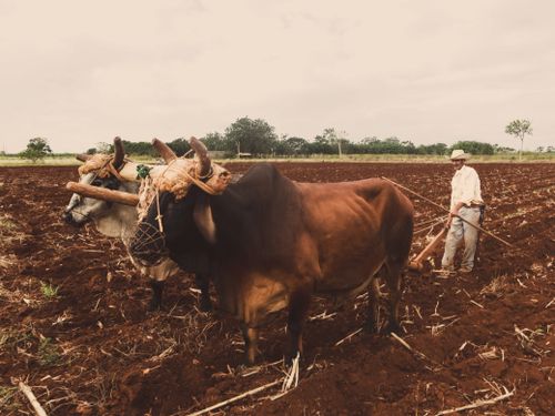 Free Man plowing a field with oxen in a rural setting, representing traditional farming methods. Stock Photo