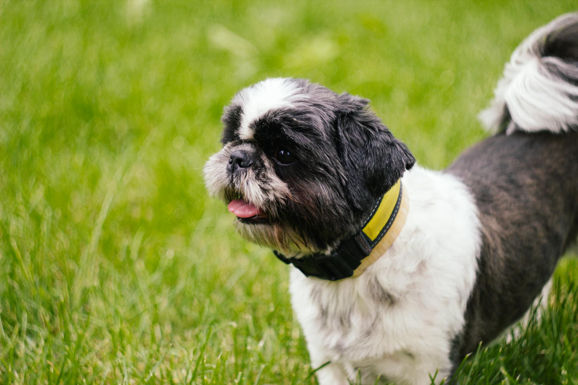 Svartvit korthårig Shih Tzu-hund på grönt gräs