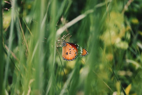 A Yellow and Black Butterfly Perched on Grass