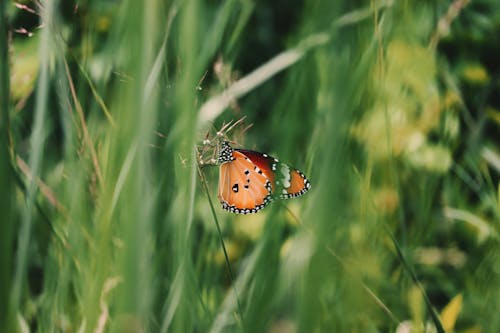 Foto profissional grátis de animais selvagens, animal, borboleta