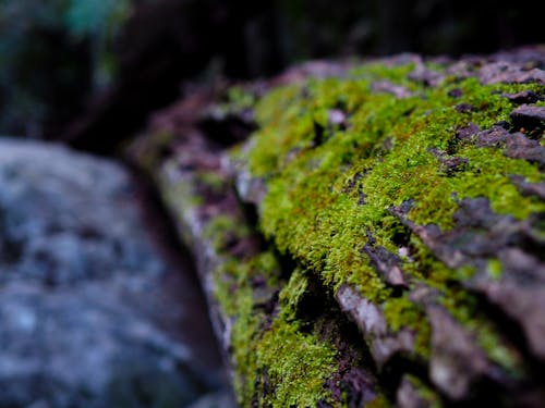 Kostenloses Stock Foto zu baum-protokoll, grün, holz