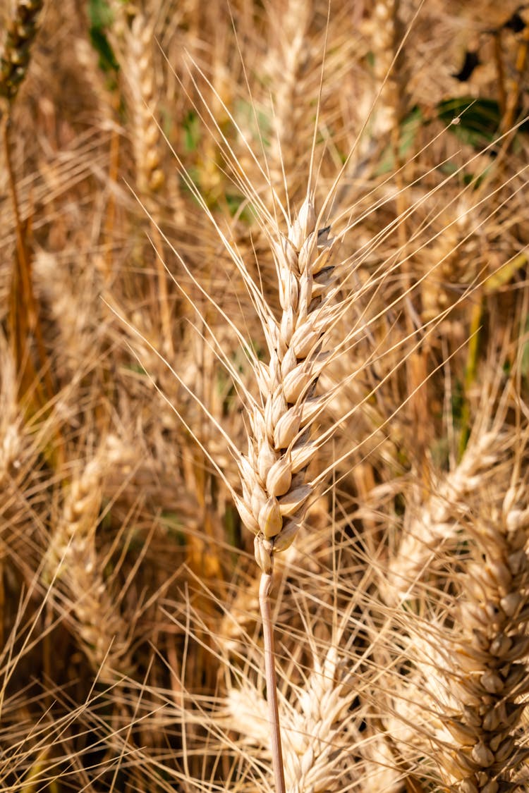 Brown Wheat Grass