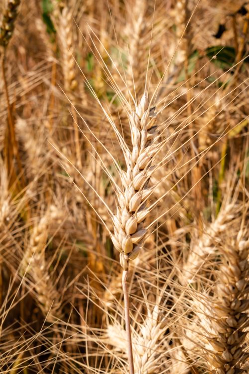 Free Detailed close-up of ripe golden wheat in a field, highlighted by sunlight. Stock Photo