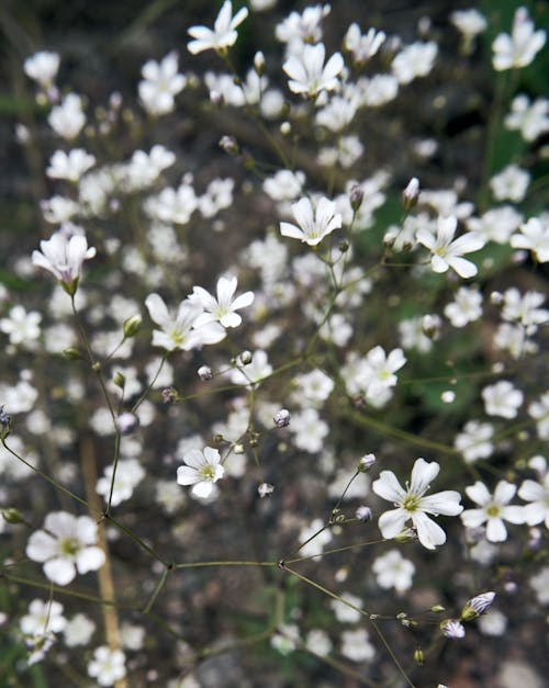 Darmowe zdjęcie z galerii z białe kwiaty, flora, kwitnięcie