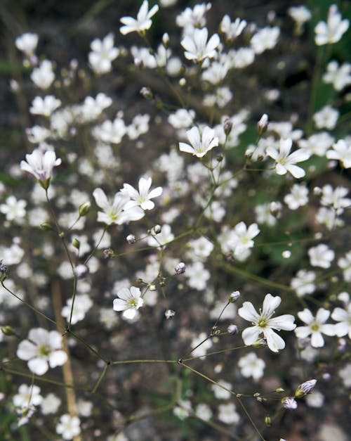 Immagine gratuita di avvicinamento, crescita, fiori bianchi