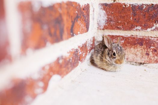 rabbit photo