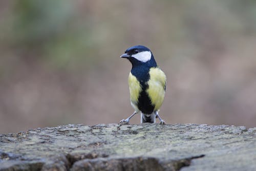 シジュウカラ, 動物, 動物の写真の無料の写真素材