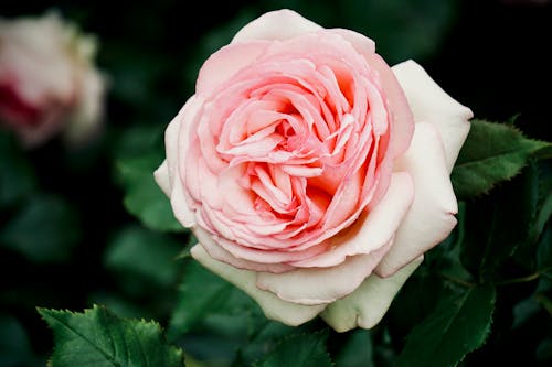 Gratis lagerfoto af blomst, delikat, flora