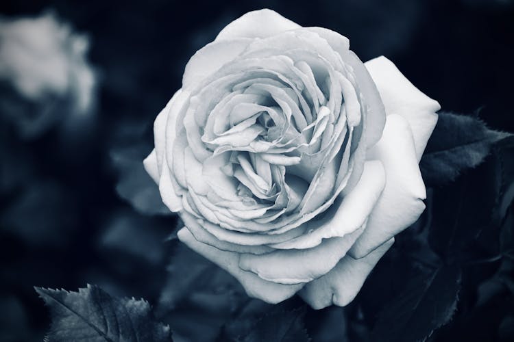 Close-up Of A Rose 