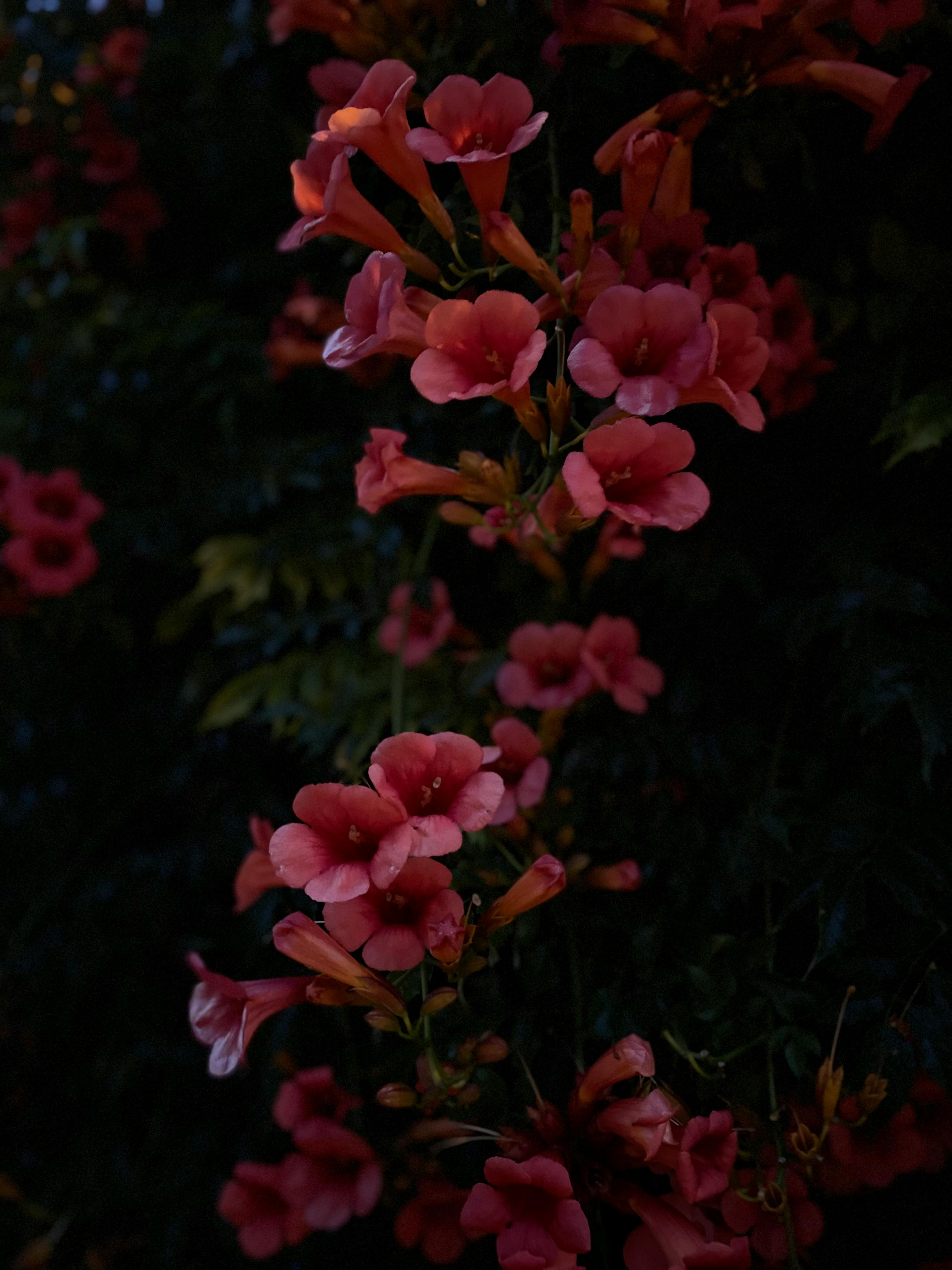 Close-up of vivid trumpet vine flowers blooming against dark foliage, capturing evening tranquility.