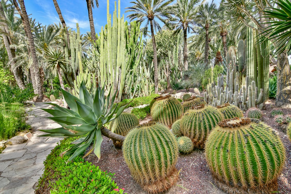 Green Trees and Cactus Plants in the Garden · Free Stock Photo