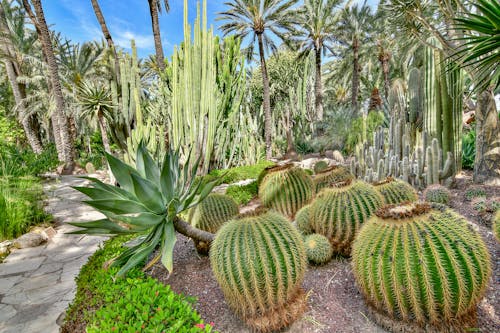 Green Trees and Cactus Plants in the Garden