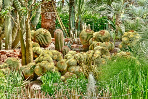 Green Cactus Plants in the Garden