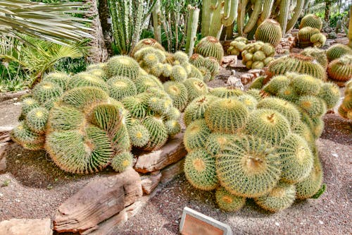 Darmowe zdjęcie z galerii z kaktus z beczki, kolce, kolczasty