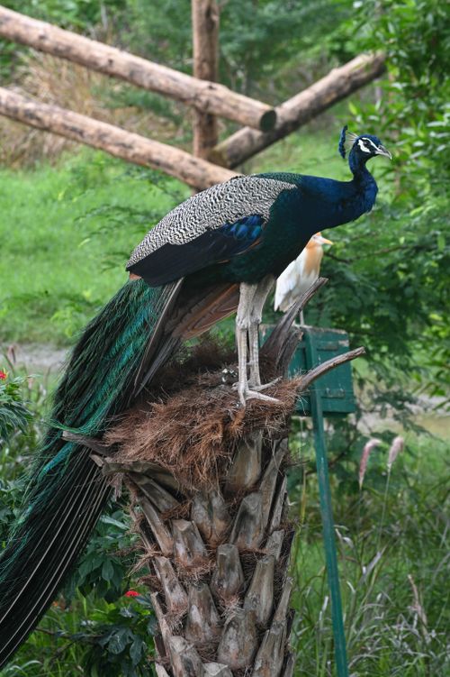 Free Beautiful Indian peafowl showcasing vibrant plumage while gracefully perched on a tree stump outdoors. Stock Photo