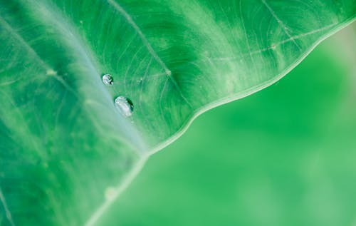 녹색 잎에 물방울의 매크로 사진