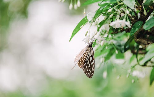 白い花の茶色と白の蝶セレクティブフォーカス写真