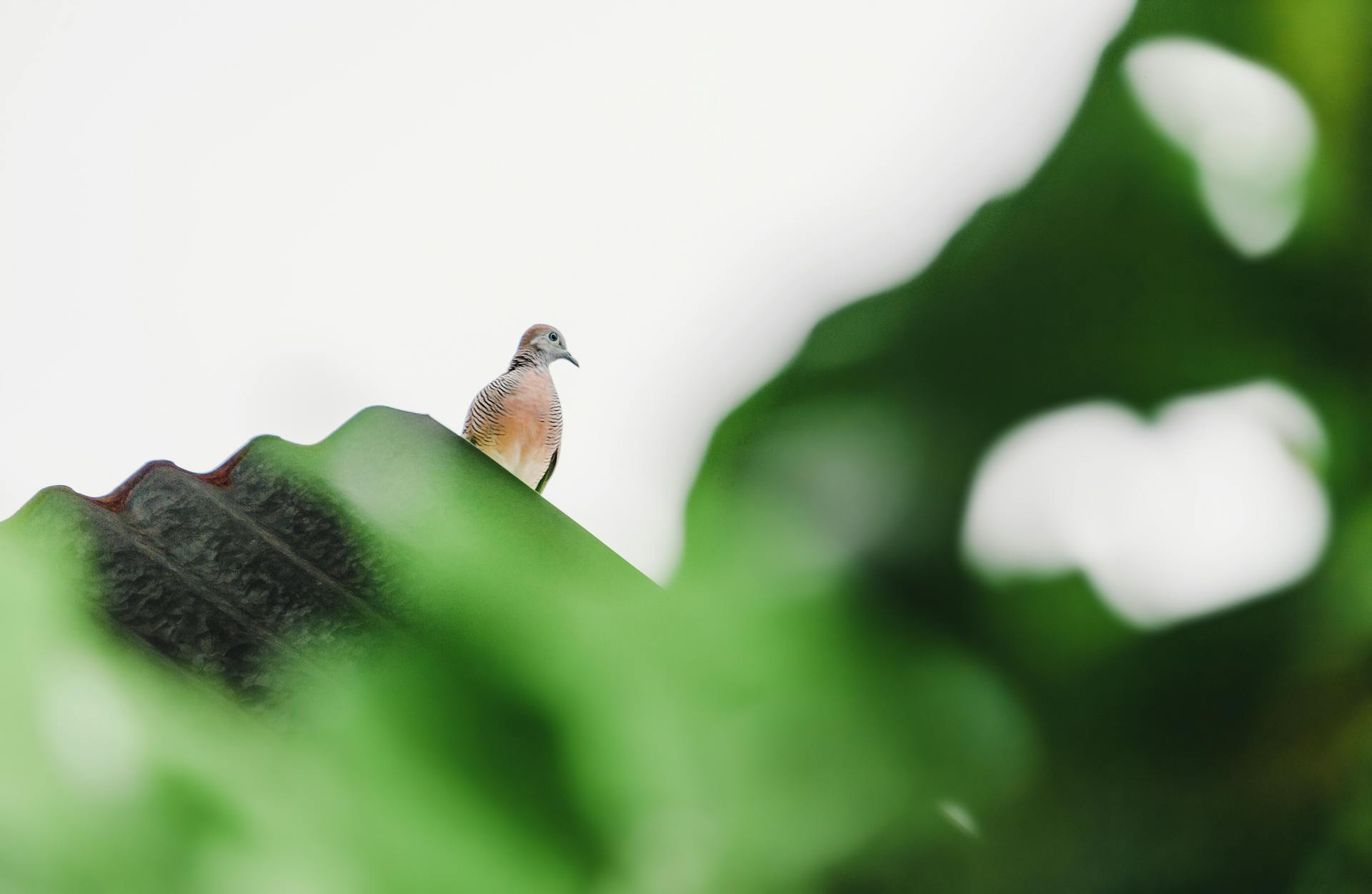 A bird peacefully perched on a metal roof surrounded by vibrant green leaves.