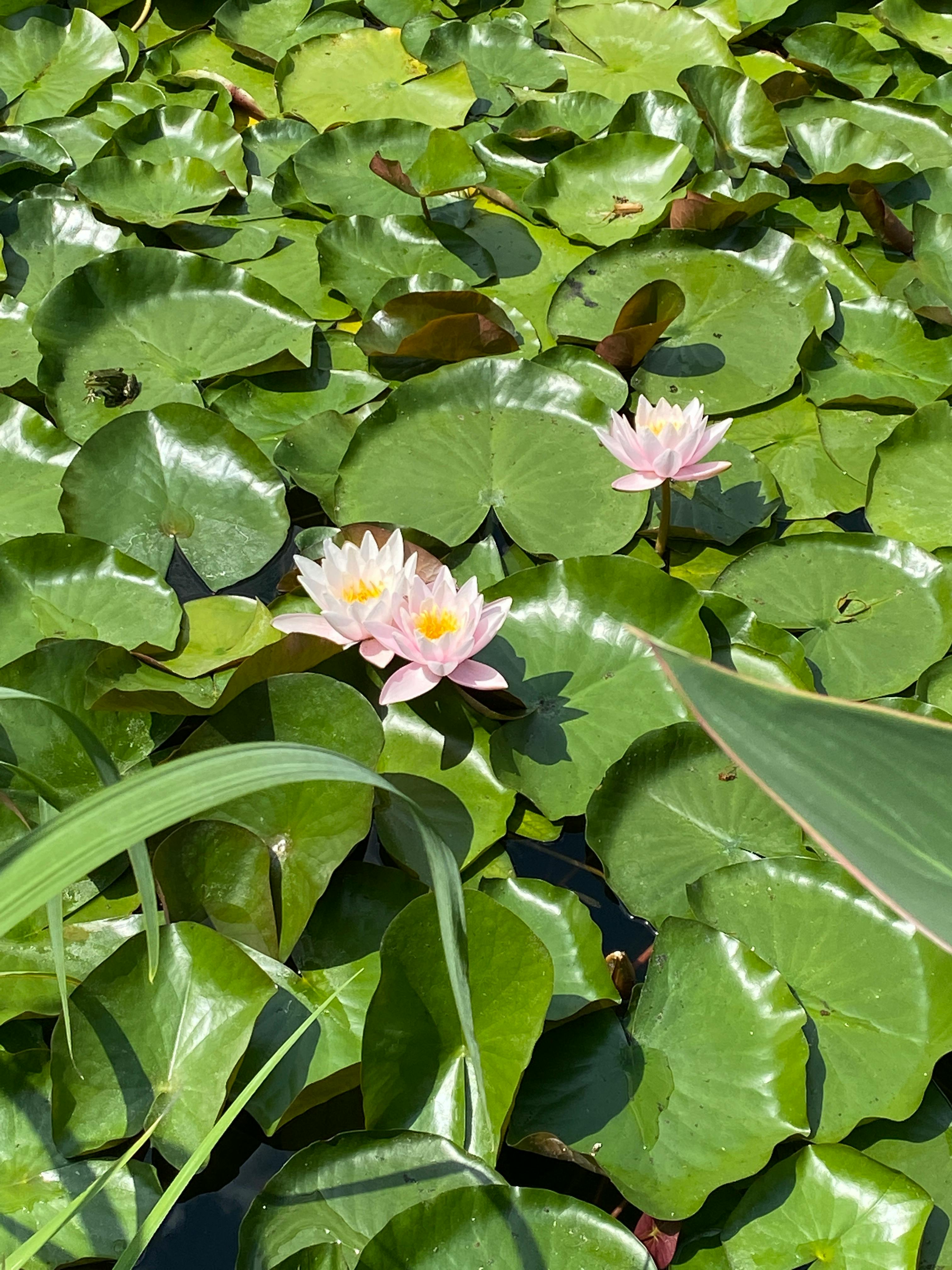 Photo of Water Lilies Blooming · Free Stock Photo