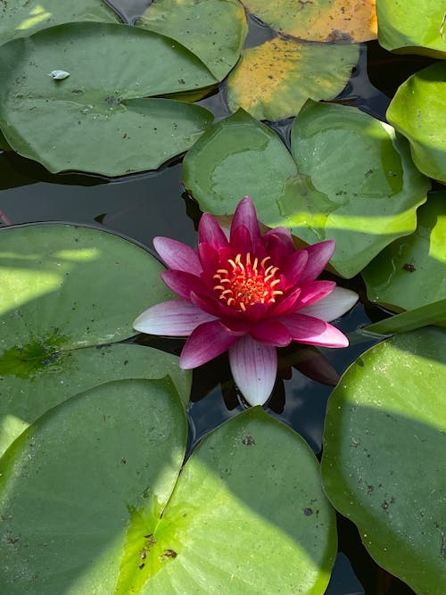 Free Purple Water Lily and Lily Pads Stock Photo