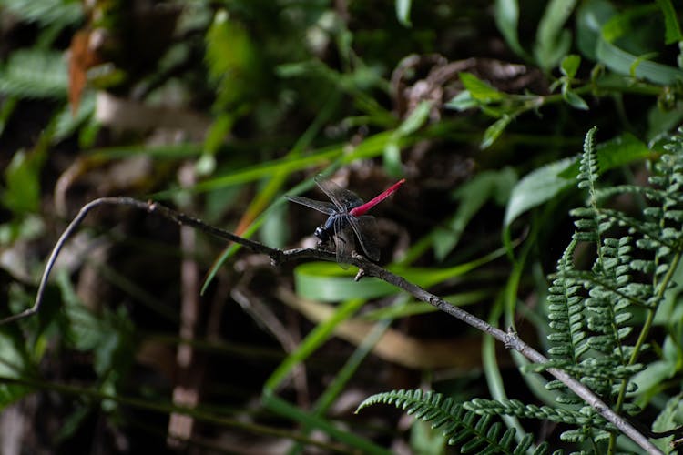 Dragonfly Perched On A Dry Stem
