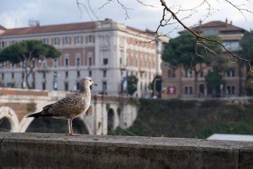 Gull Perched on Concrete Railing