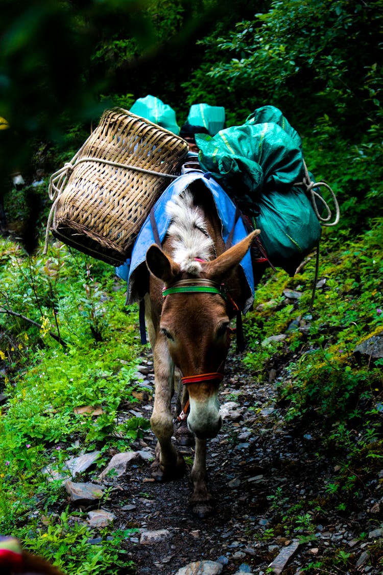 Mule Carrying Heavy Load On Forest Trail