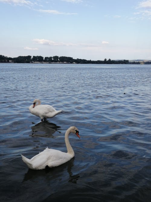 Photo of Swans on a Lake