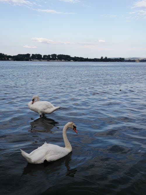 Fotobanka s bezplatnými fotkami na tému divočina, jazero, labute