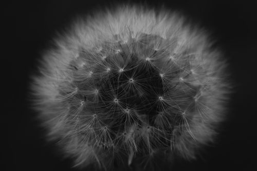 Free A detailed black and white macro shot of a dandelion, showcasing its intricate structure. Stock Photo