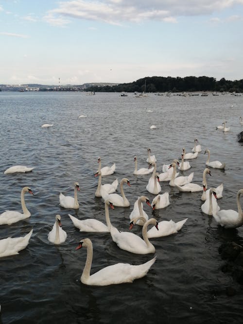 A Flock of Swans on the  Water
