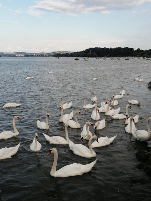 Kostnadsfri bild av fågel, fåglar, flock